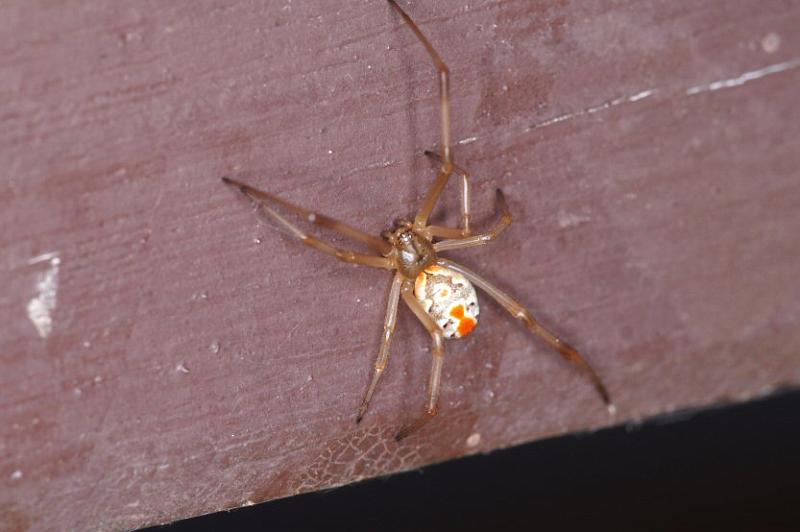 Latrodectus_hasselti_D3416_Z_84_E. of Nuendah homestead_Australie.jpg